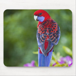 Hochrotes Rosella u. Hintergrund der Orchideen Mousepad