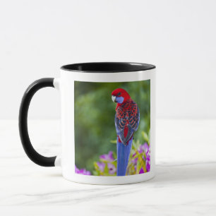 Hochrotes Rosella u. Hintergrund der Orchideen Tasse