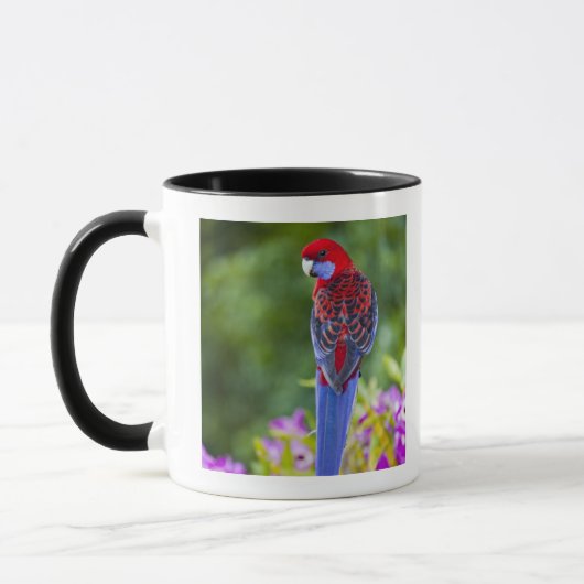 Hochrotes Rosella u. Hintergrund der Orchideen Tasse (Links)