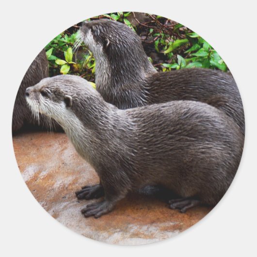 Höchst bis Niedlich, Otter Round Stickers (Vorderseite)