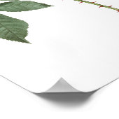 HÖCHSTE QUALITÄT Botanischer Ausdruck der Rose Ade Poster (Ecke)