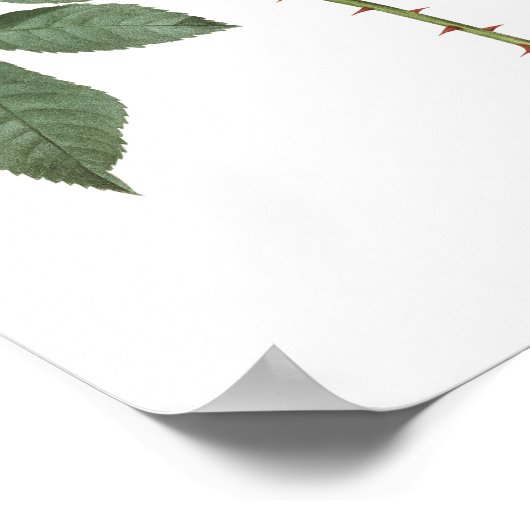 HÖCHSTE QUALITÄT Botanischer Ausdruck der Rose Ade Poster (Ecke)