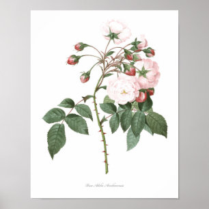 HÖCHSTE QUALITÄT Botanischer Ausdruck der Rose Ade Poster