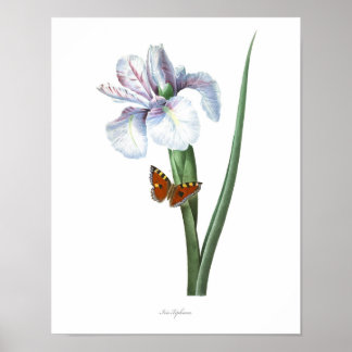 HÖCHSTE QUALITÄT Botanischer Ausdruck des spanisch Poster