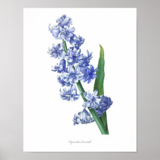 HÖCHSTE QUALITÄT Botanischer Ausdruck von Hyacinth Poster