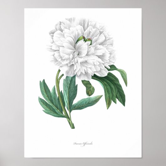 HÖCHSTE QUALITÄT Botanischer Ausdruck von Peony Poster (Vorne)