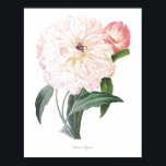 HÖCHSTE QUALITÄT Botanischer Ausdruck von Peony Poster<br><div class="desc">Schöne und scharfe Vintage botanische Abbildung mit lateinischem Namen der Blume. Digital auf feinste Stufe erweitert,  kann es sich verkleinern,  ohne die Qualität zu verlieren.</div>