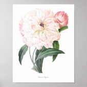 HÖCHSTE QUALITÄT Botanischer Ausdruck von Peony Poster (Vorne)
