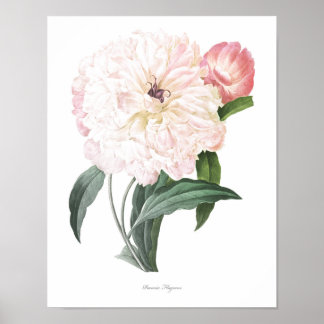 HÖCHSTE QUALITÄT Botanischer Ausdruck von Peony Poster