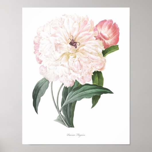 HÖCHSTE QUALITÄT Botanischer Ausdruck von Peony Poster (Vorne)