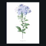 HÖCHSTE QUALITÄT Botanischer Ausdruck von Plumbago Poster<br><div class="desc">Schöne und scharfe Vintage botanische Abbildung mit lateinischem Namen der Blume. Digital auf feinste Stufe erweitert,  kann es sich verkleinern,  ohne die Qualität zu verlieren.</div>
