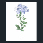 HÖCHSTE QUALITÄT Botanischer Ausdruck von Plumbago Poster<br><div class="desc">Schöne und scharfe Vintage botanische Abbildung mit lateinischem Namen der Blume. Digital auf feinste Stufe erweitert,  kann es sich verkleinern,  ohne die Qualität zu verlieren.</div>