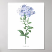 HÖCHSTE QUALITÄT Botanischer Ausdruck von Plumbago Poster (Vorne)