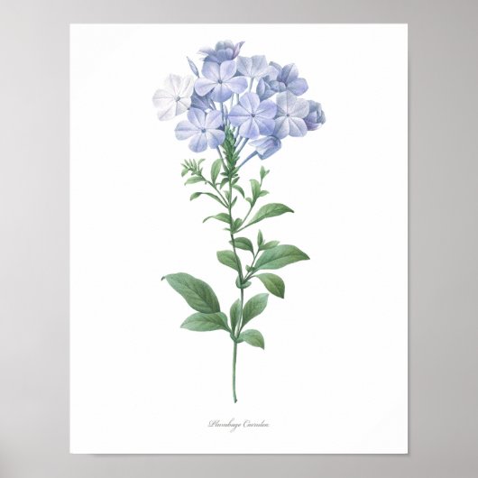 HÖCHSTE QUALITÄT Botanischer Ausdruck von Plumbago Poster (Vorne)