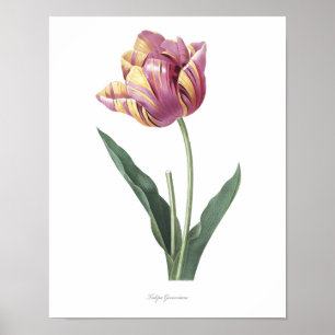 HÖCHSTE QUALITÄT Botanischer Ausdruck von Tulip Poster