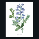 HÖCHSTE QUALITÄT Botanischer Druck in Baptisia Poster<br><div class="desc">Schöne und scharfe Vintage botanische Abbildung mit lateinischem Namen der Blume. Digital auf feinste Stufe erweitert,  kann es sich verkleinern,  ohne die Qualität zu verlieren.</div>