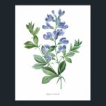 HÖCHSTE QUALITÄT Botanischer Druck in Baptisia Poster<br><div class="desc">Schöne und scharfe Vintage botanische Abbildung mit lateinischem Namen der Blume. Digital auf feinste Stufe erweitert,  kann es sich verkleinern,  ohne die Qualität zu verlieren.</div>
