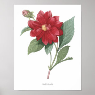 HÖCHSTE QUALITÄT Botanischer Druck in Dahlia Poster