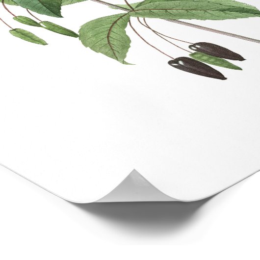 HÖCHSTE QUALITÄT Botanischer Druck in Fuchsia Poster (Ecke)