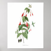 HÖCHSTE QUALITÄT Botanischer Druck in Fuchsia Poster (Vorne)