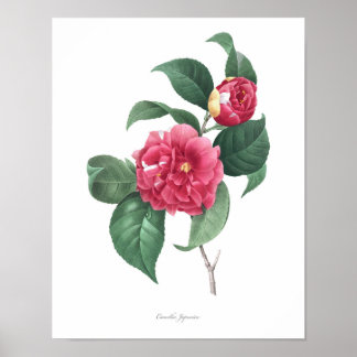 HÖCHSTE QUALITÄT Botanischer Druck in Kamelien Poster