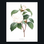 HÖCHSTE QUALITÄT Botanischer Druck in Kamelien Poster<br><div class="desc">Schöne und scharfe Vintage botanische Abbildung mit lateinischem Namen der Blume. Digital auf feinste Stufe erweitert,  kann es sich verkleinern,  ohne die Qualität zu verlieren.</div>