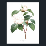 HÖCHSTE QUALITÄT Botanischer Druck in Kamelien Poster<br><div class="desc">Schöne und scharfe Vintage botanische Abbildung mit lateinischem Namen der Blume. Digital auf feinste Stufe erweitert,  kann es sich verkleinern,  ohne die Qualität zu verlieren.</div>