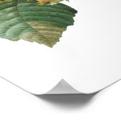 HÖCHSTE QUALITÄT Botanischer Druck von Filbert Poster (Ecke)