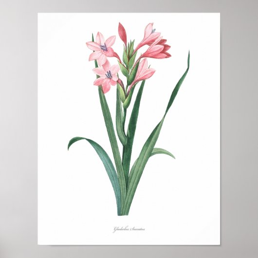 HÖCHSTE QUALITÄT Botanischer Druck von Gladiolus Poster (Vorne)