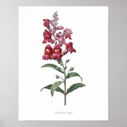 HÖCHSTE QUALITÄT Botanischer Druck von Snapdragon Poster (Vorne)
