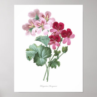 HÖCHSTE QUALITÄT Botanischer Druck von Storksbills Poster