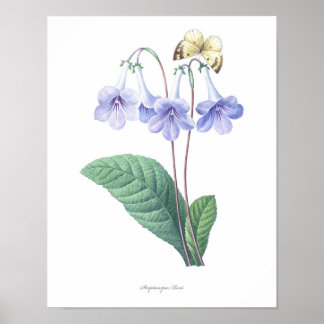 HÖCHSTE QUALITÄT Botanischer Druck von Streptocarp Poster