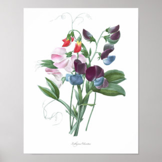 HÖCHSTE QUALITÄT Botanischer Druck von Süßerbsen Poster