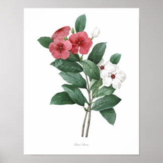 HÖCHSTE QUALITÄT Botanischer Druck von Teresita Poster