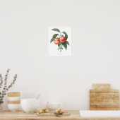 HÖCHSTE QUALITÄT Botanischer Pfirsichdruck Poster (Küche)