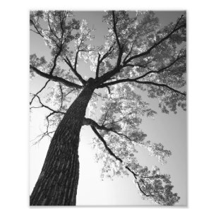 Höchster Baum-Foto-Druck Fotodruck