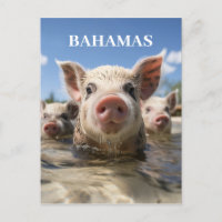 Hochwertige Bahamas Schwimmen Schweine Exuma Beach