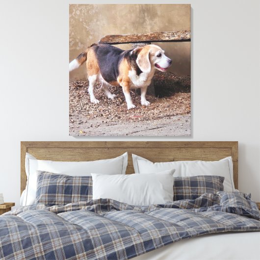 Hochwertiger Beagle, Daisy Elizabeth auf Spazierga Leinwanddruck (Insitu (Schlafzimmer))