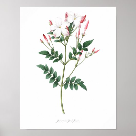 HOCHWERTIGER botanischer Druck in Jasmine Poster (Vorne)