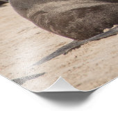 Hochwertiges Foto Druck von Cape Fur-Siegeln (Ecke)