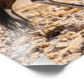 Hochwertiges Foto Oryx in der Wüste (Ecke)