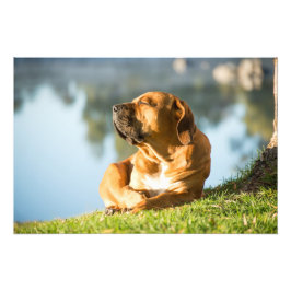 Hochwertiges Foto Print Boerboel Dog by River