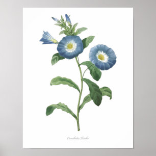 HOCHWERTIGSTER botanischer Druck der Winde Poster