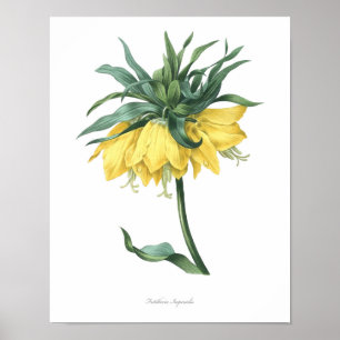 HOCHWERTIGSTER botanischer Druck von Fritillary Poster