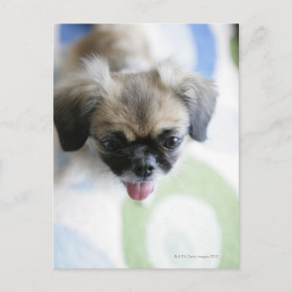 Hochwinkelaufnahme eines Eskimo-Hundes Postkarte