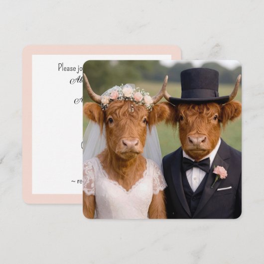 Hochzeit schottischer Highland-Rinder (Vorne/Hinten)