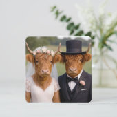 Hochzeit schottischer Highland-Rinder (Stehend Vorderseite)