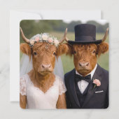 Hochzeit schottischer Highland-Rinder (Vorderseite)