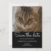HochzeitkatzenFoto Save The Date (Vorderseite)