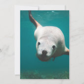 Hochzeitsfeier am Blue Underwater Sea Lion Beach Einladung (Rückseite)